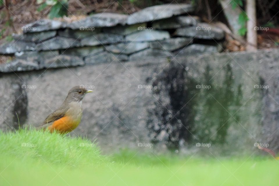Sabiá laranjeira ao entardecer