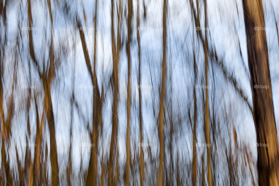 ICM forest photography, blurred effect