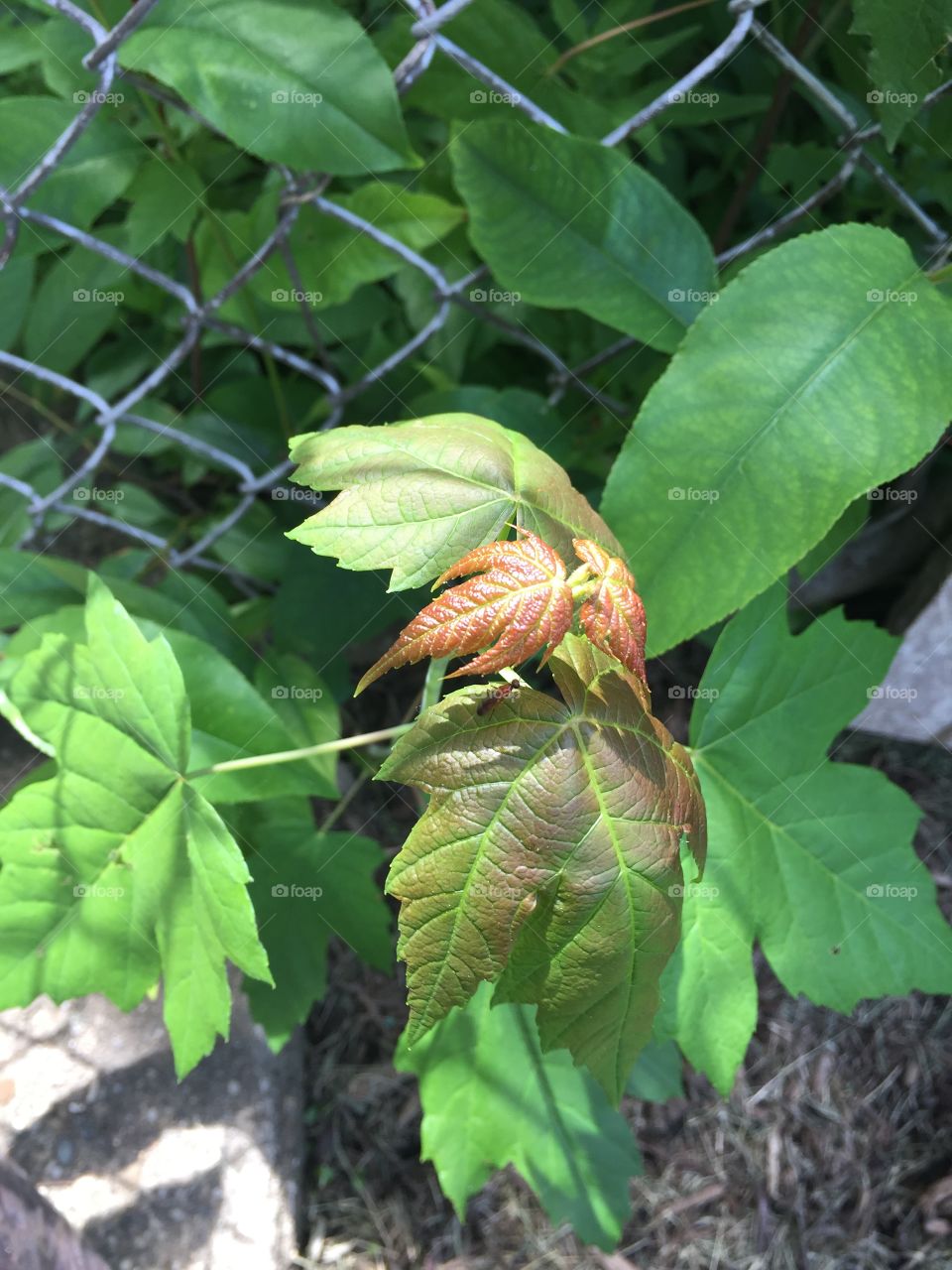 Leaves at a different angle 🍁☀️