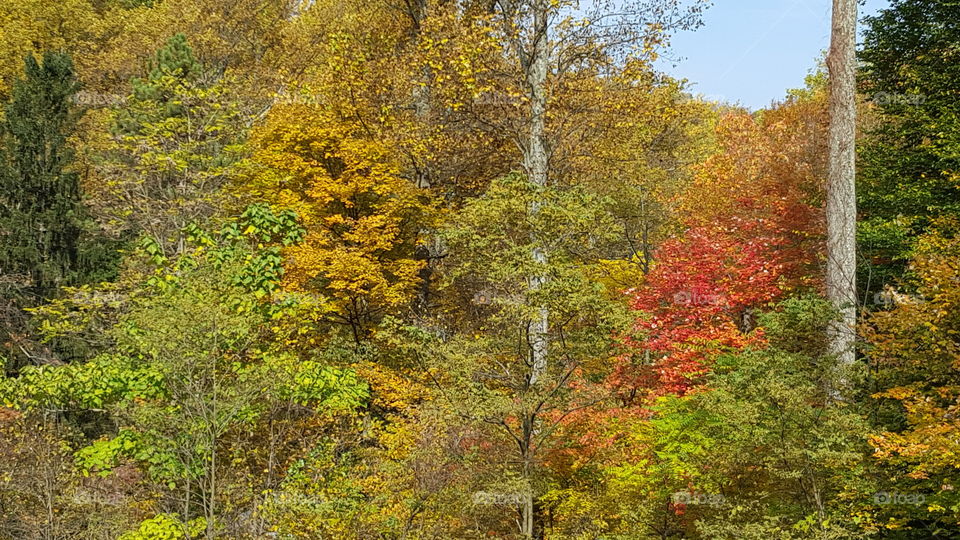 fall foliage