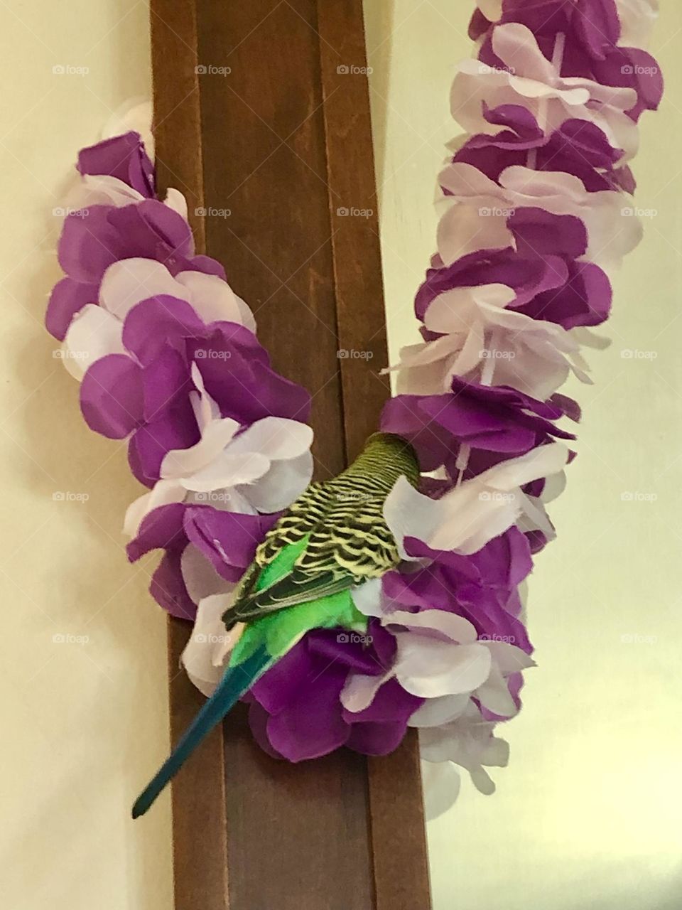 Playful Green parquet - relaxing  