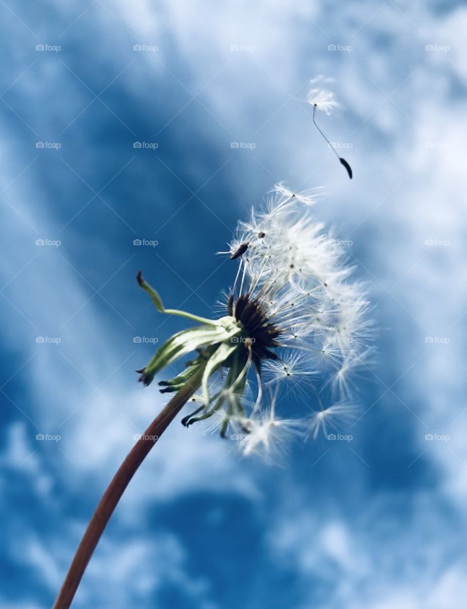 White dandelion with seed flying off into the wind