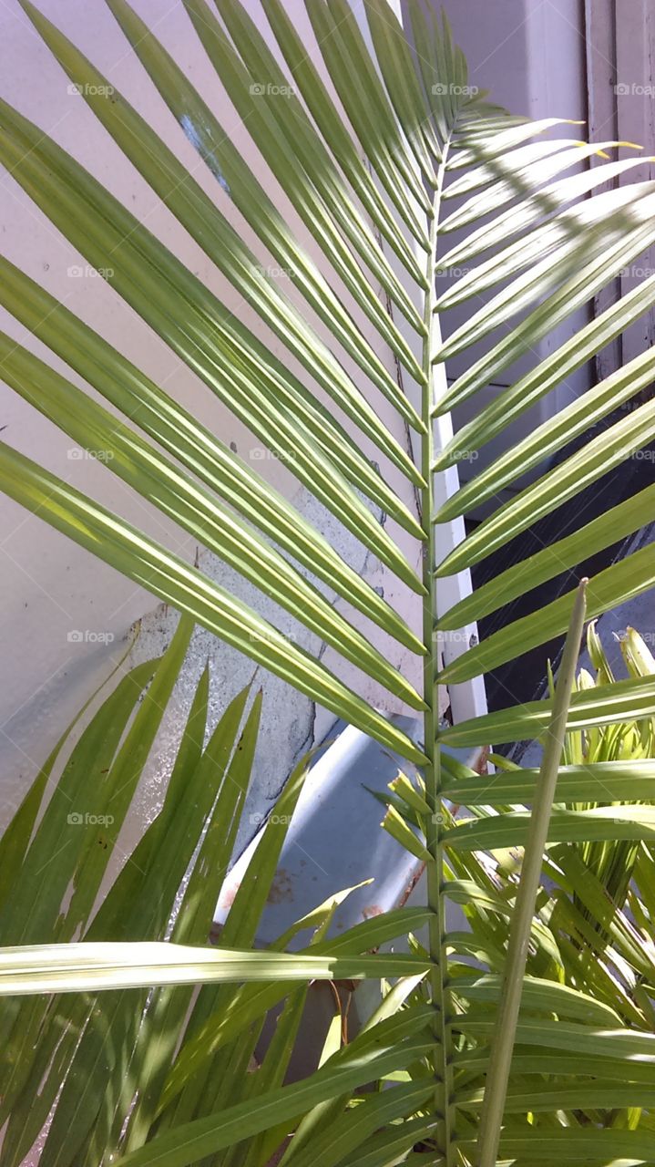 Macro Palm Frond