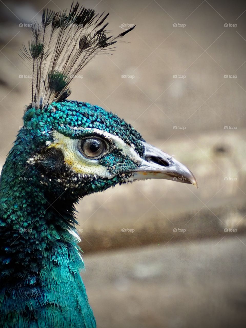 Peacock 