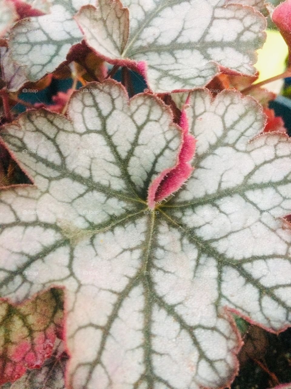 Leaf 
