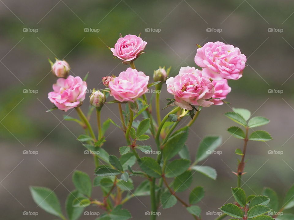 Baby roses