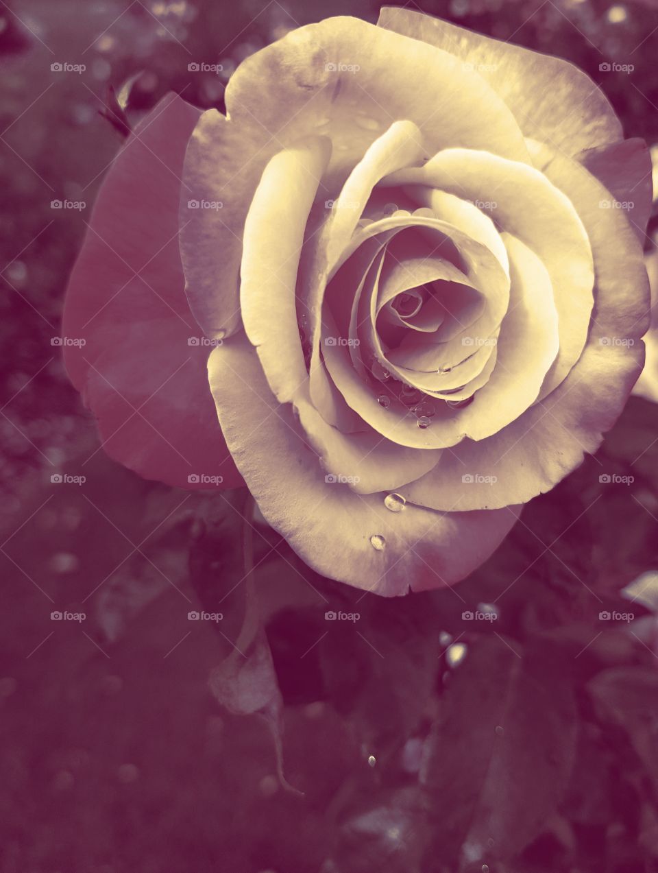 Rose's beautiful flowers. Light and dark reds and whites. Natures magic garden.