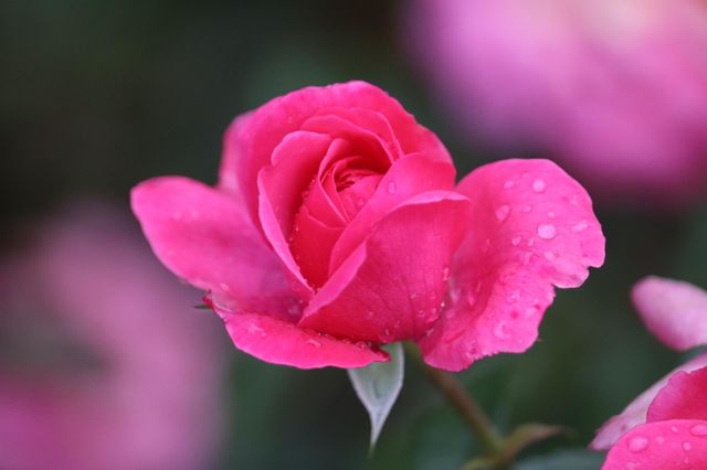 Pink rose at the raining