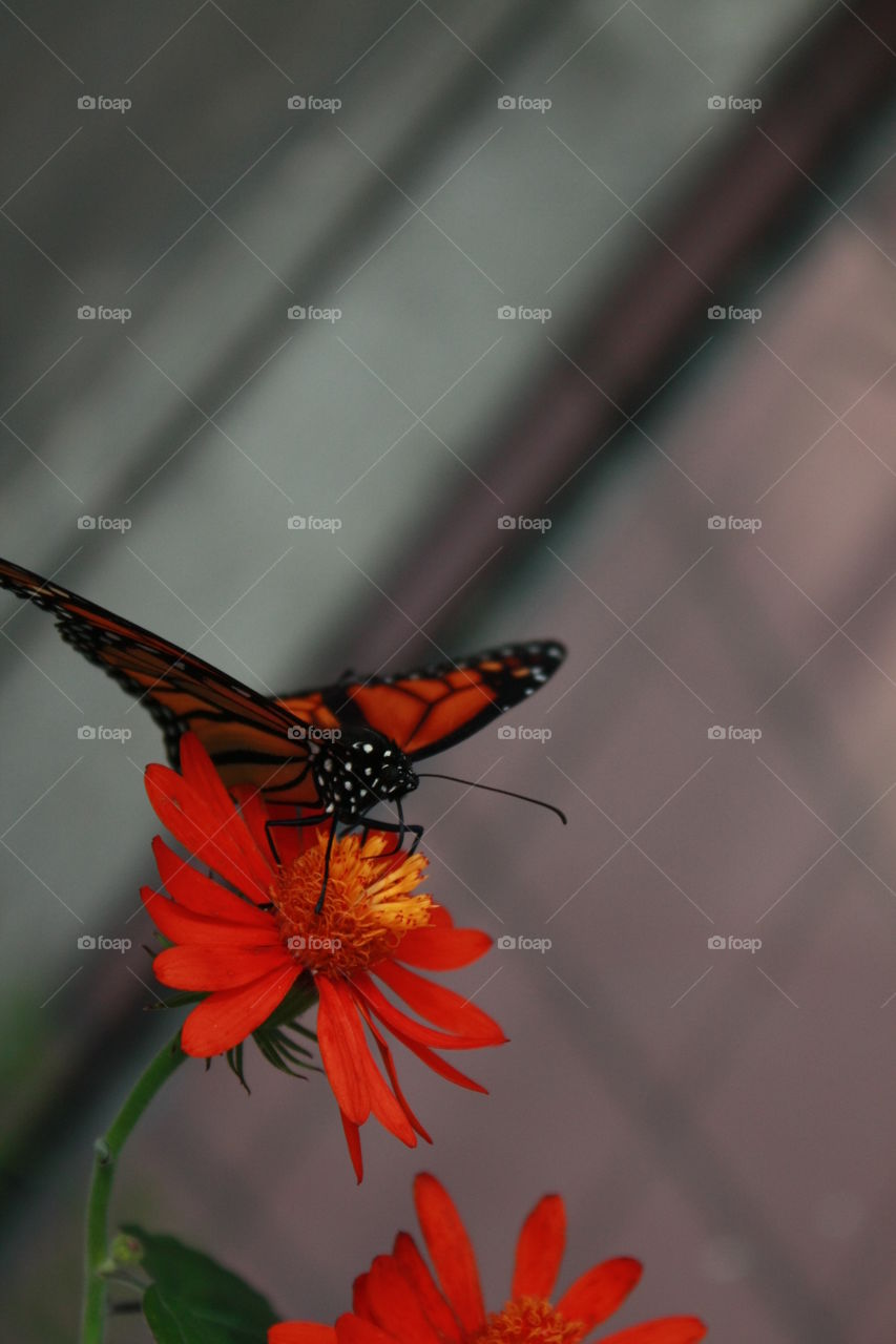 Closeup view of a monarch butterfly with space for text or copy