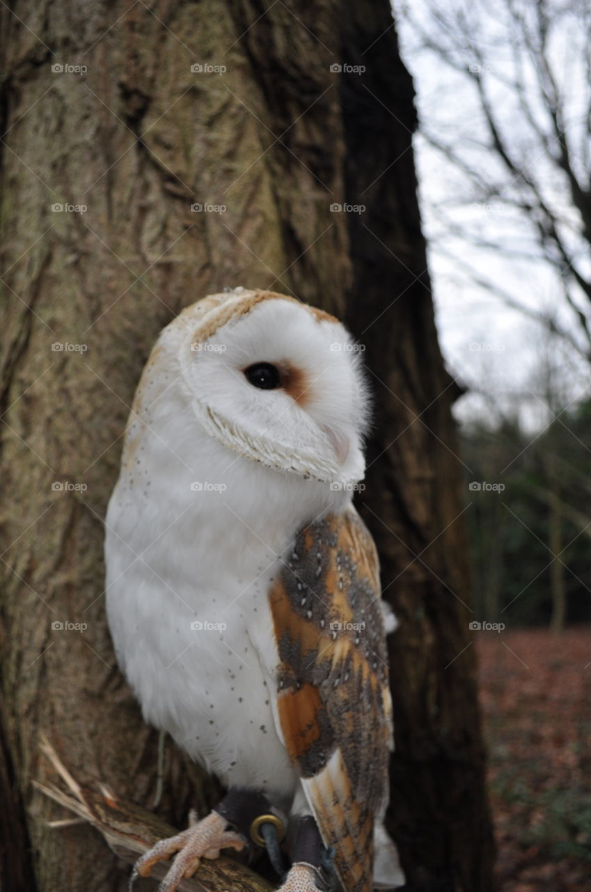 Barn owl