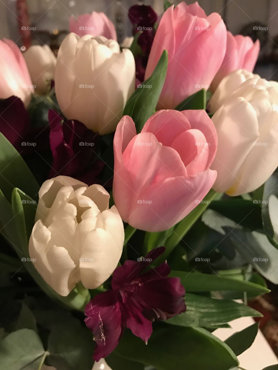 Flower, No Person, Nature, Leaf, Tulip