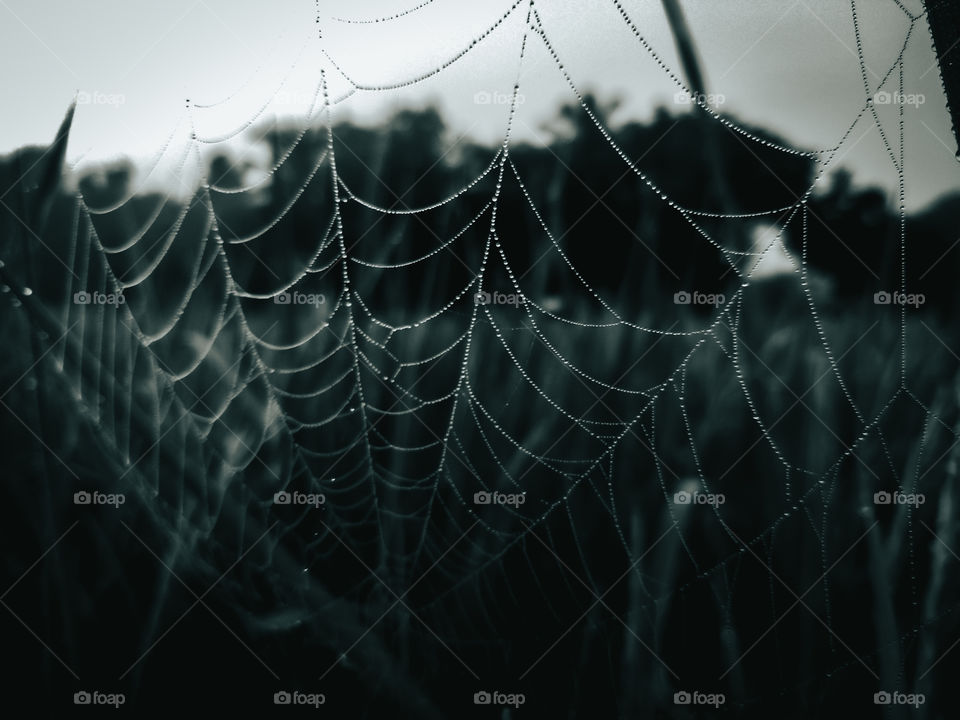 Spider webs and rice fields