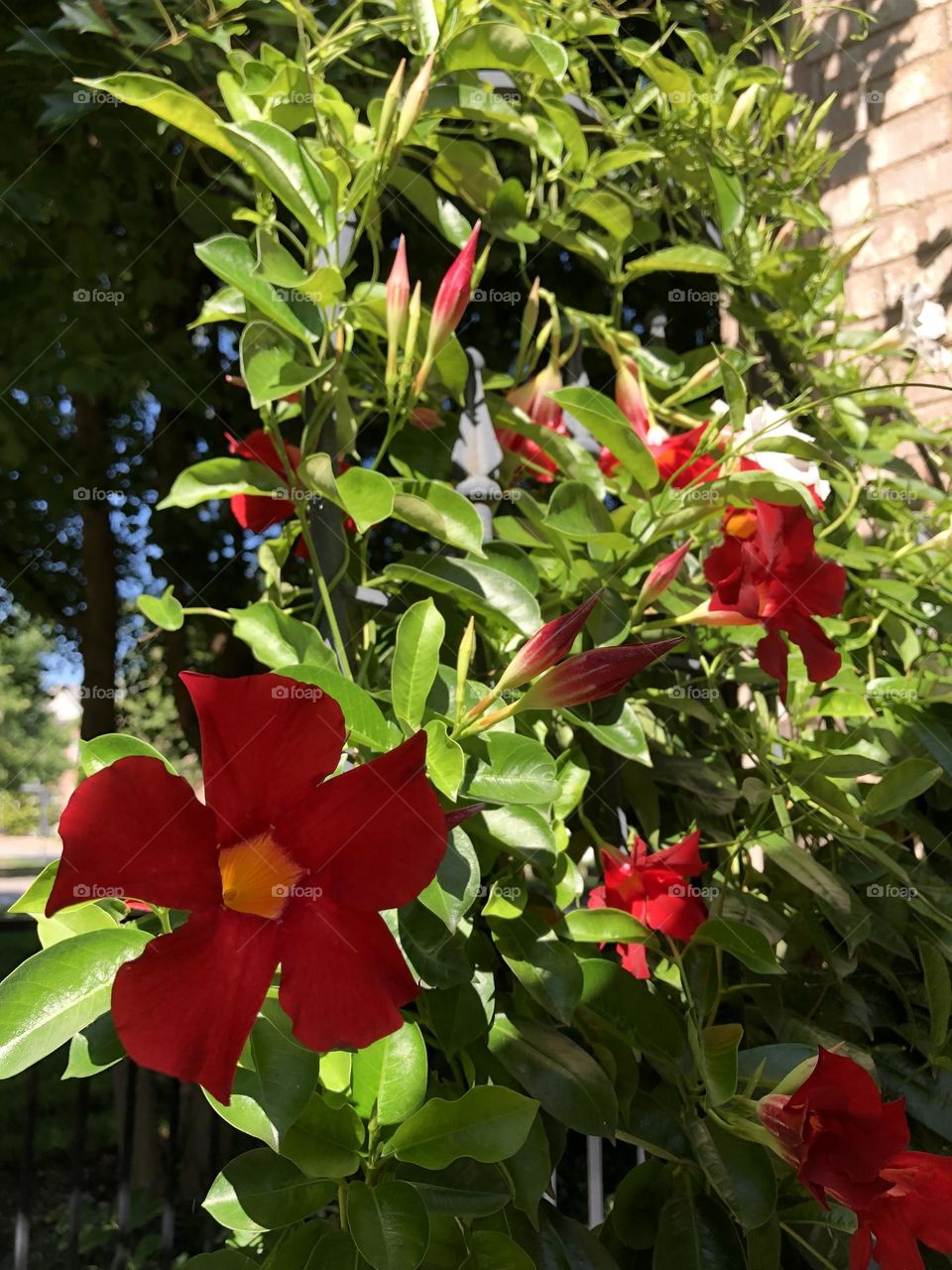 Mandevilla vine flowers blooming backyard trellis patio plants container gardening summer nature colorful petals leaves foliage neighborhood landscaping privacy nature sunny shade light shadows