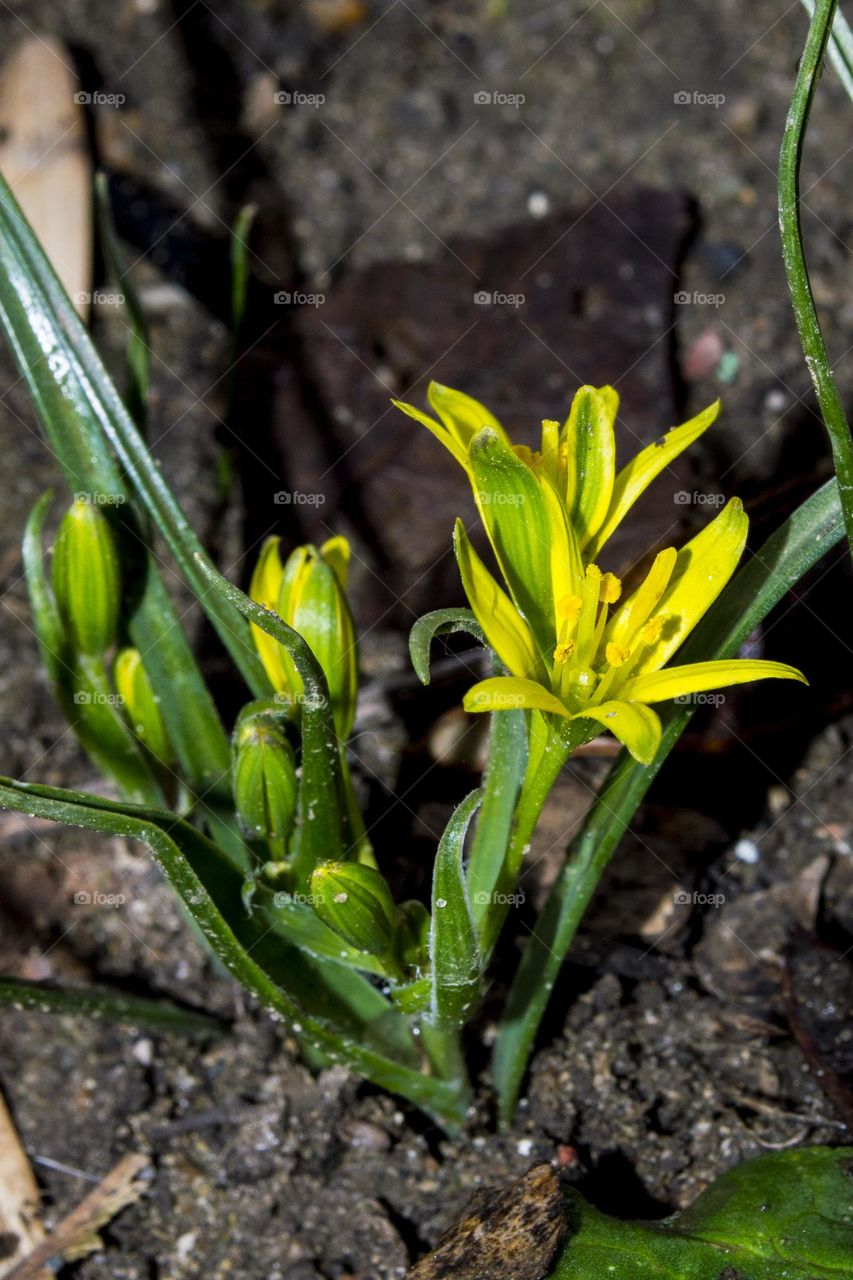 Meadow goose onion (lat. Gagea pratensis)