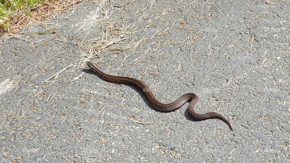 Viper adder snake - huggorm 