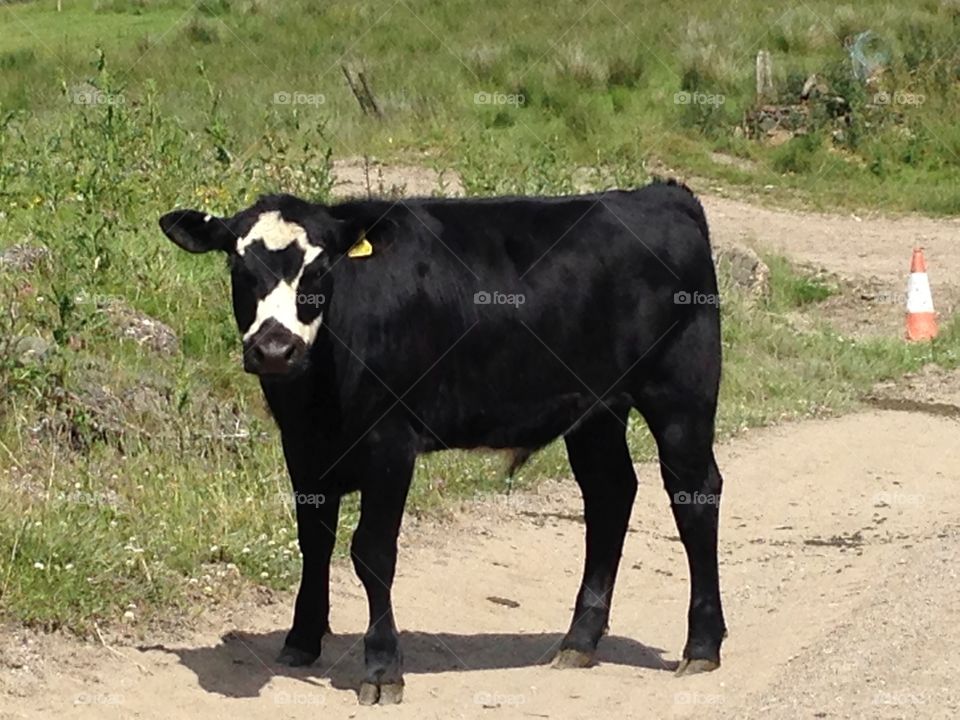 Cow . Out walking finding cows 
