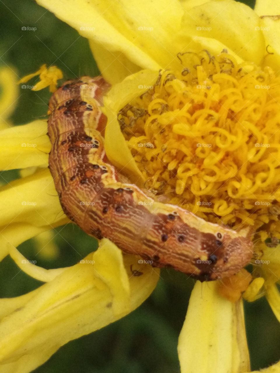 beautiful yellow worm
