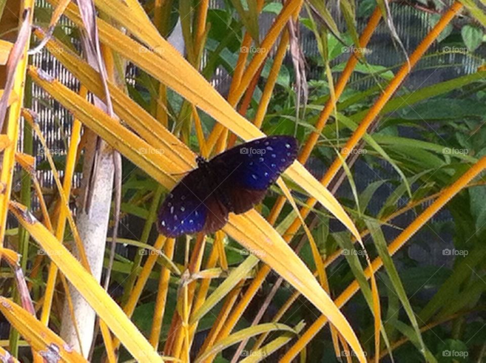 The Sky in two wings 