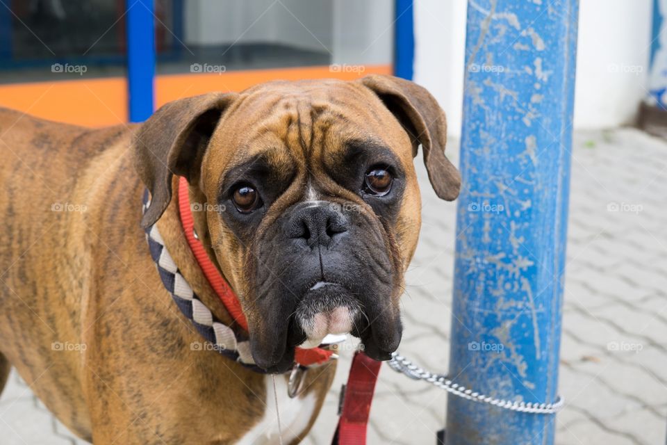 Boxer dog. Slovakia