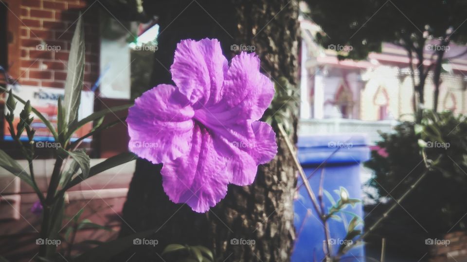 Beautiful purple flower in the garden