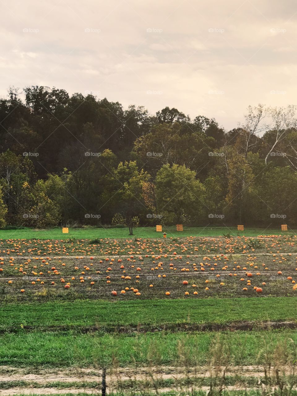 Pumpkin patch 