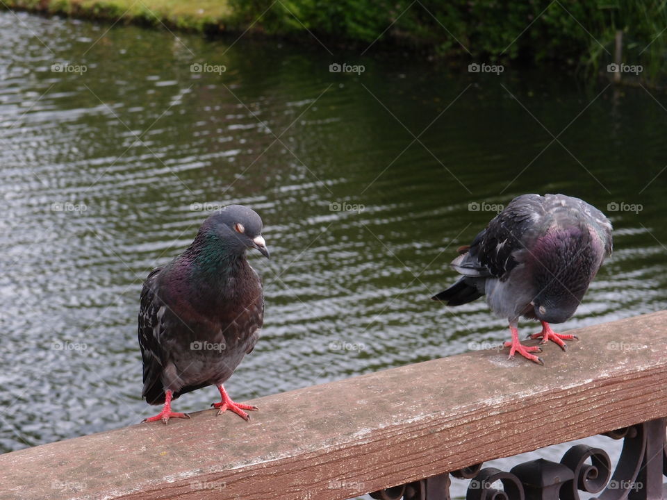 A pigeon stands on a wooden railing on a bridge over a river