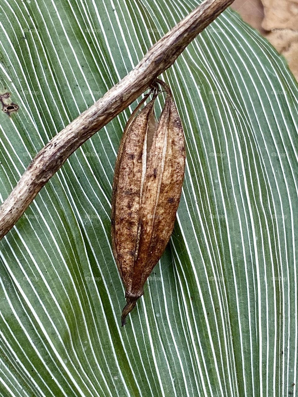 A puttyroot orchid leaf and seed pod 