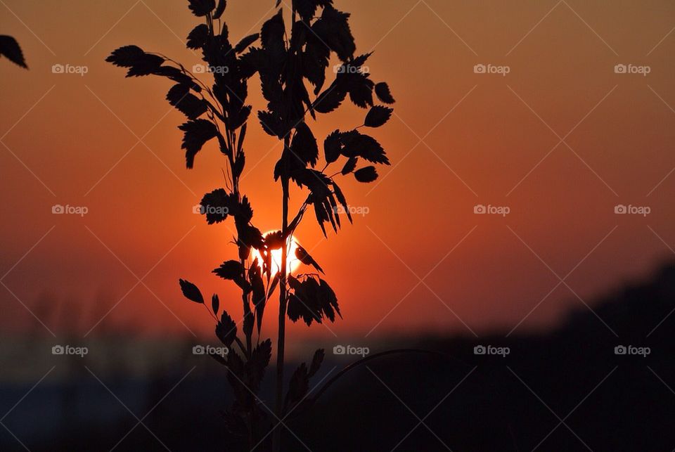 Sea oats