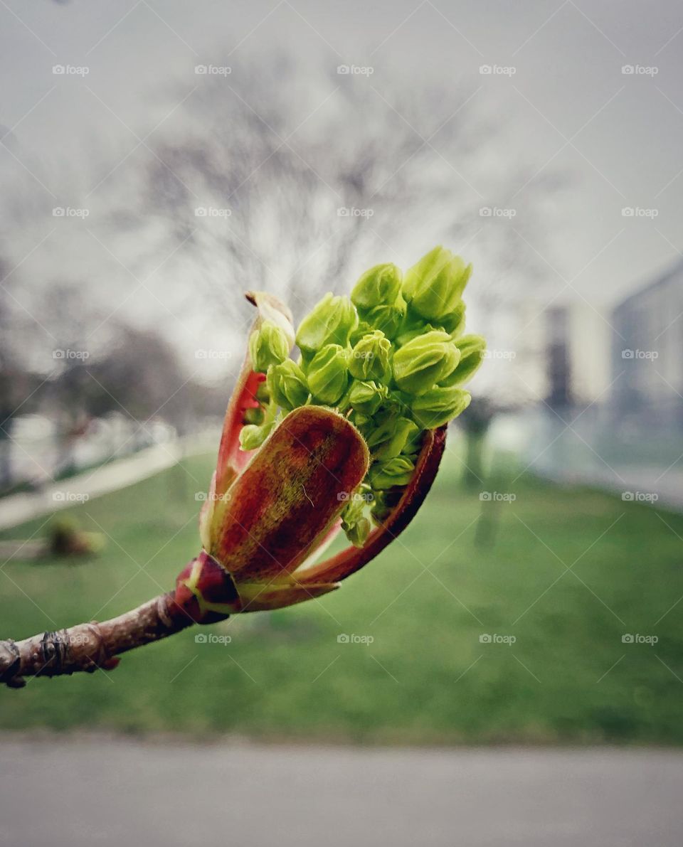 Bud turning into leaves