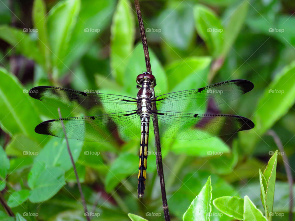 Dragonfly