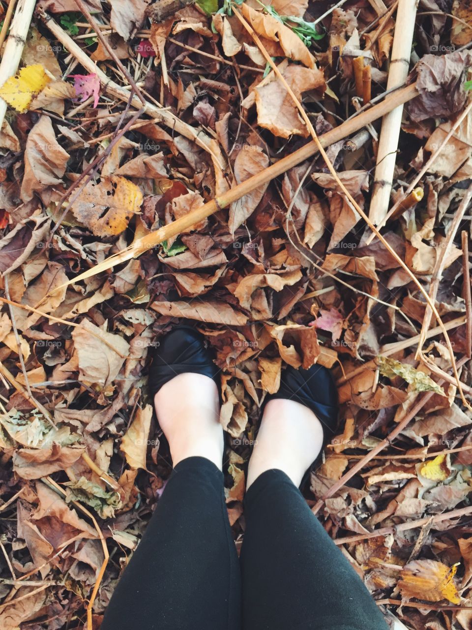 Feet and leaves