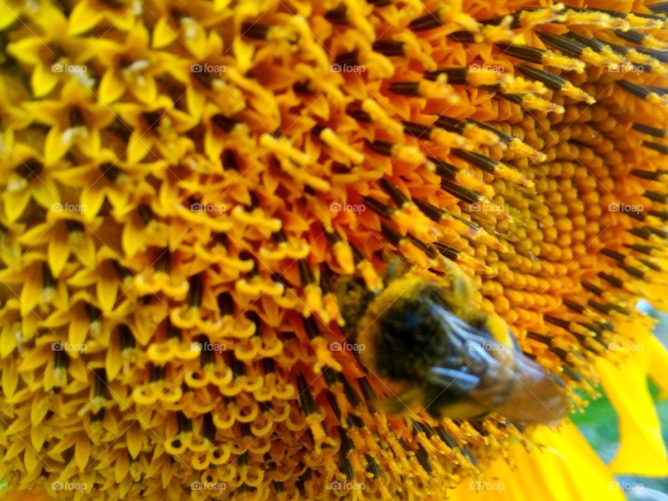 bumblebee on a sunflower