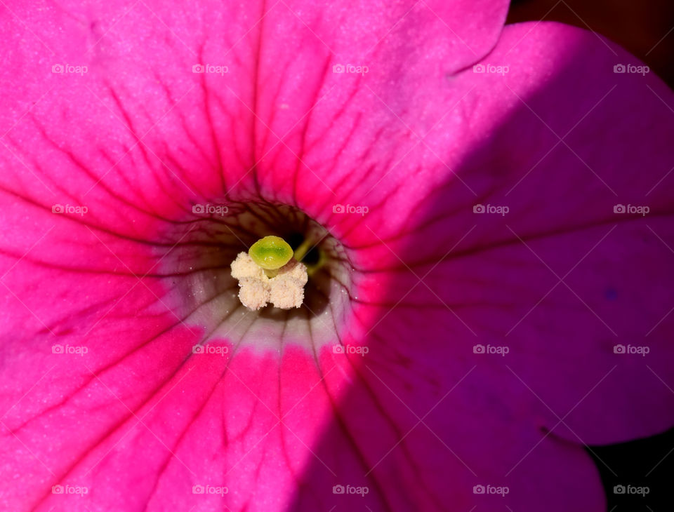 Close up flower