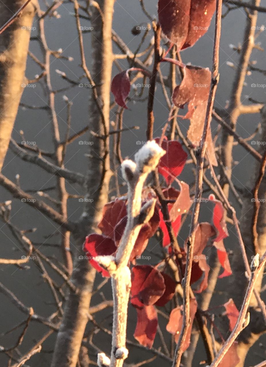 Winter is Coming, First Frost, Missouri