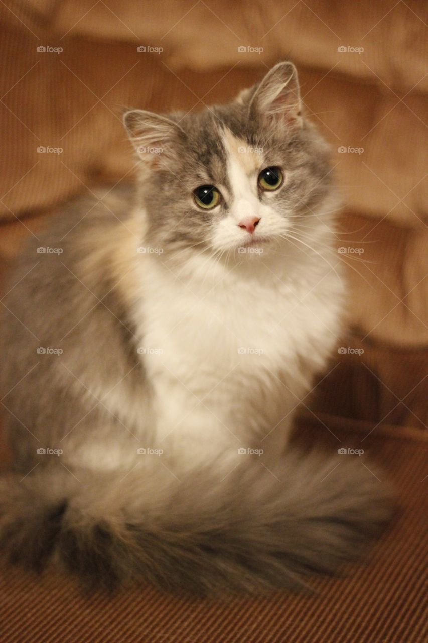 cat eyes kitty kitten by alexaconcetta