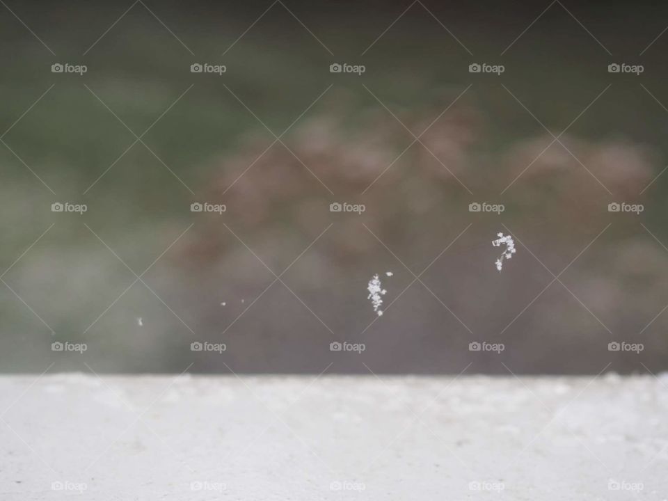 snowflakes on a cobweb outside a window