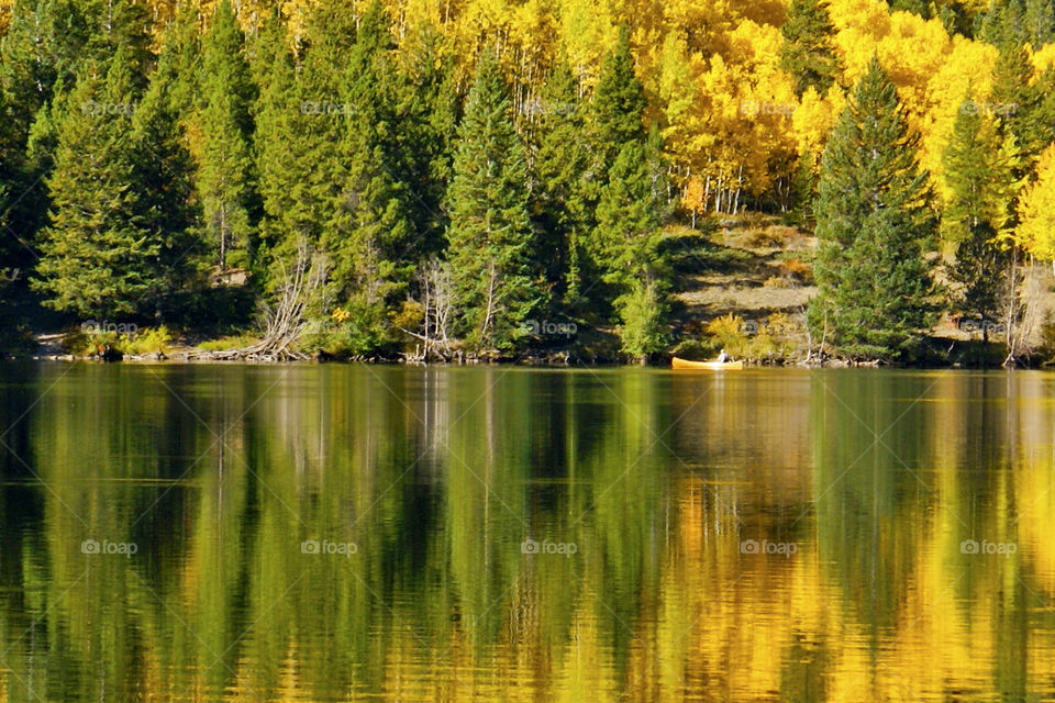 Scenic view of autumn trees