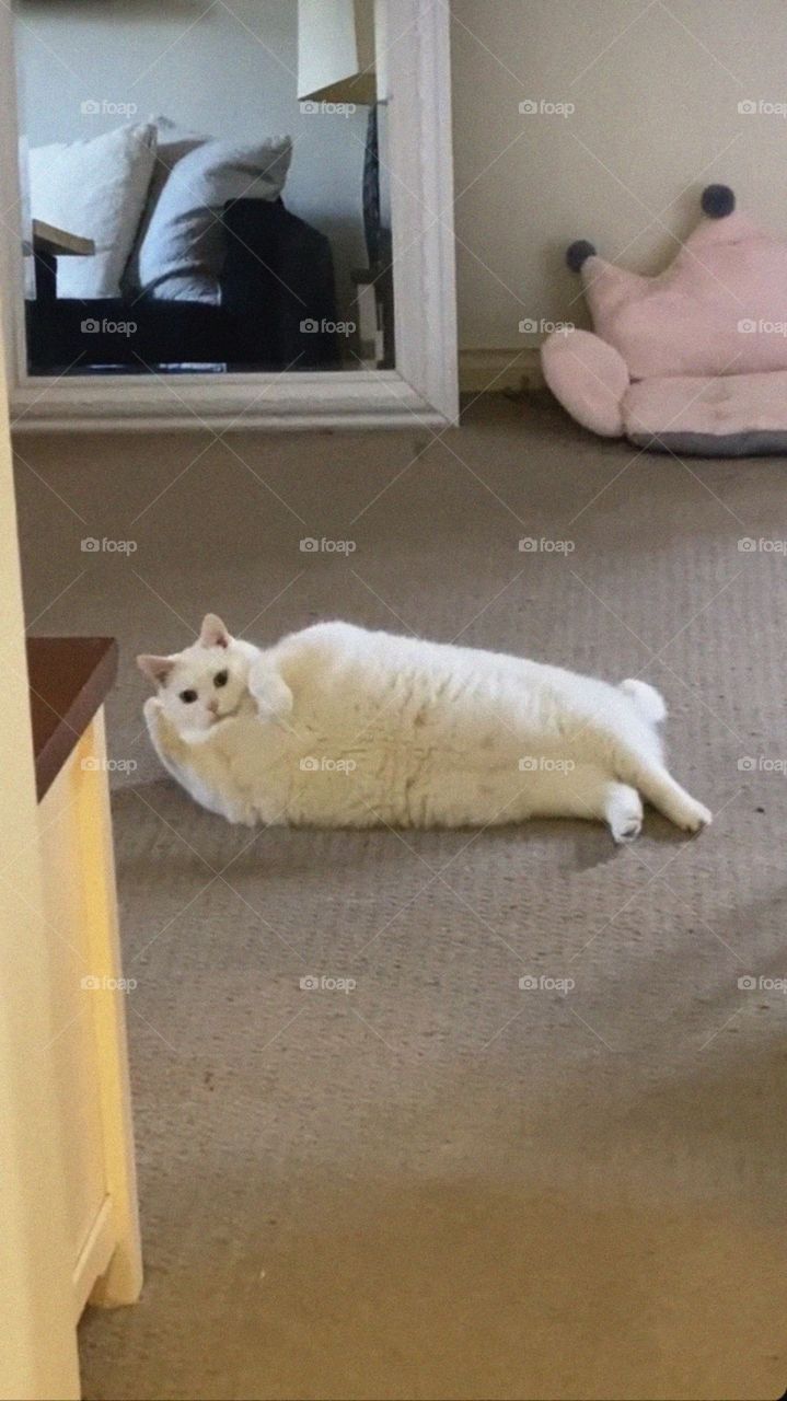 A Cutie Cat (Top Selling)