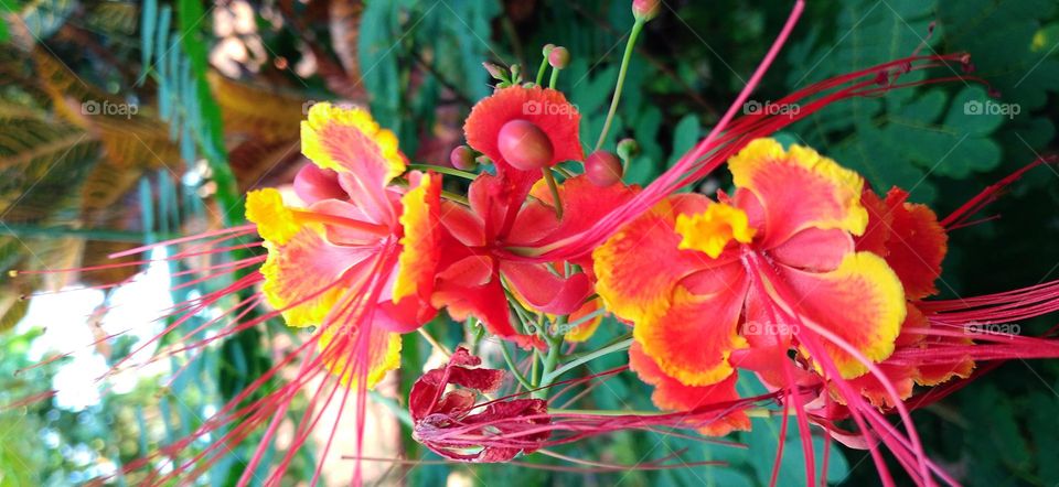 Caesalpinia pulcherrima this plant also has many properties as herbal medicine