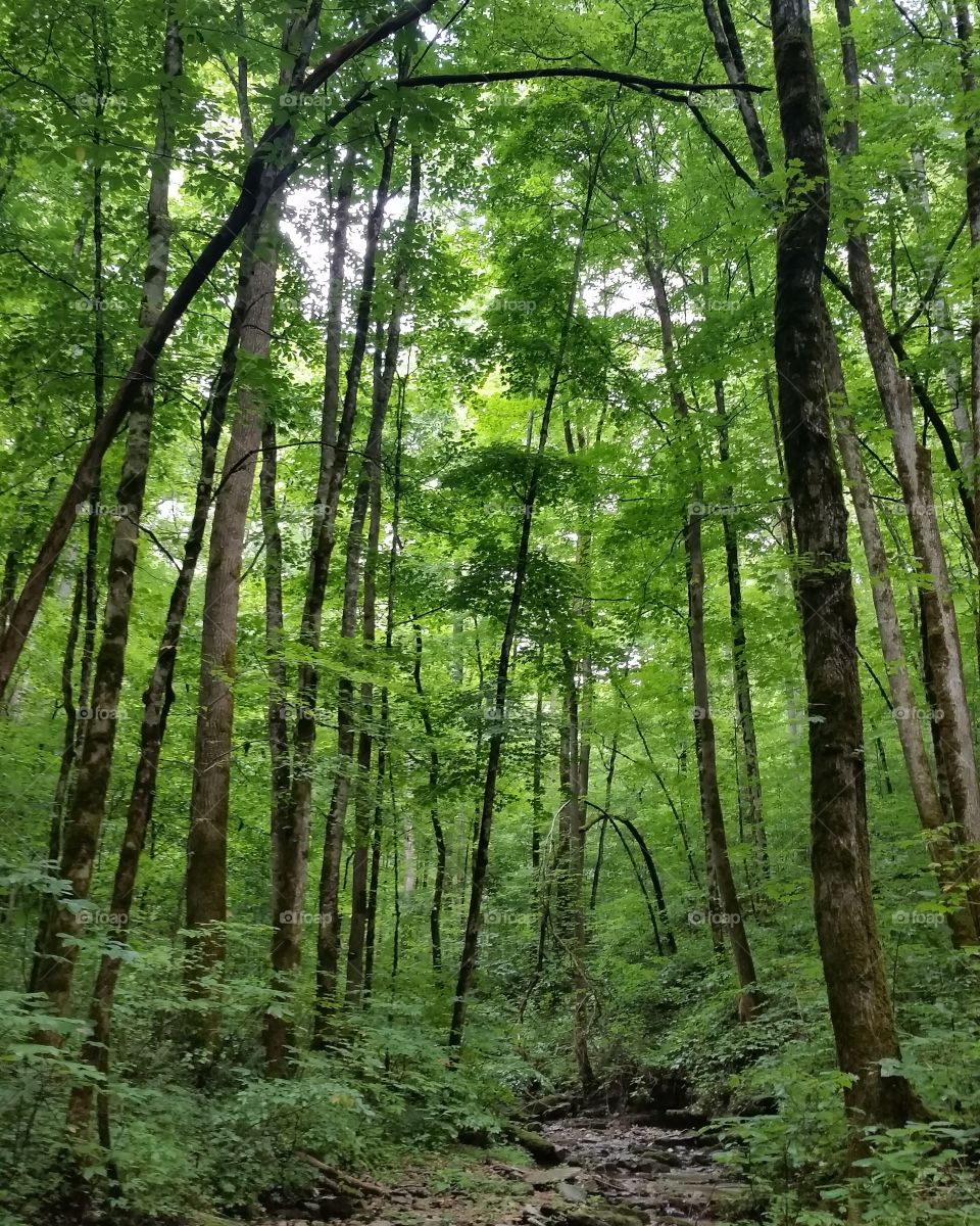 woods in Ida, Tn