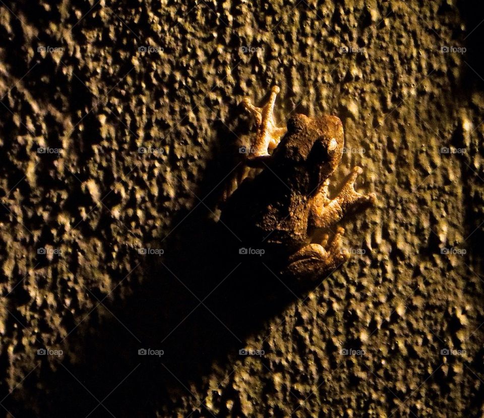 Frog on the wall