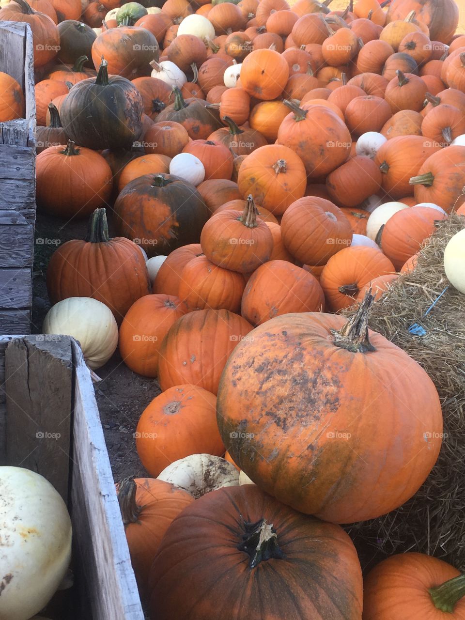 Pumpkins in a pile at a family owned farm in northern Maine. New England fall autumn Halloween 