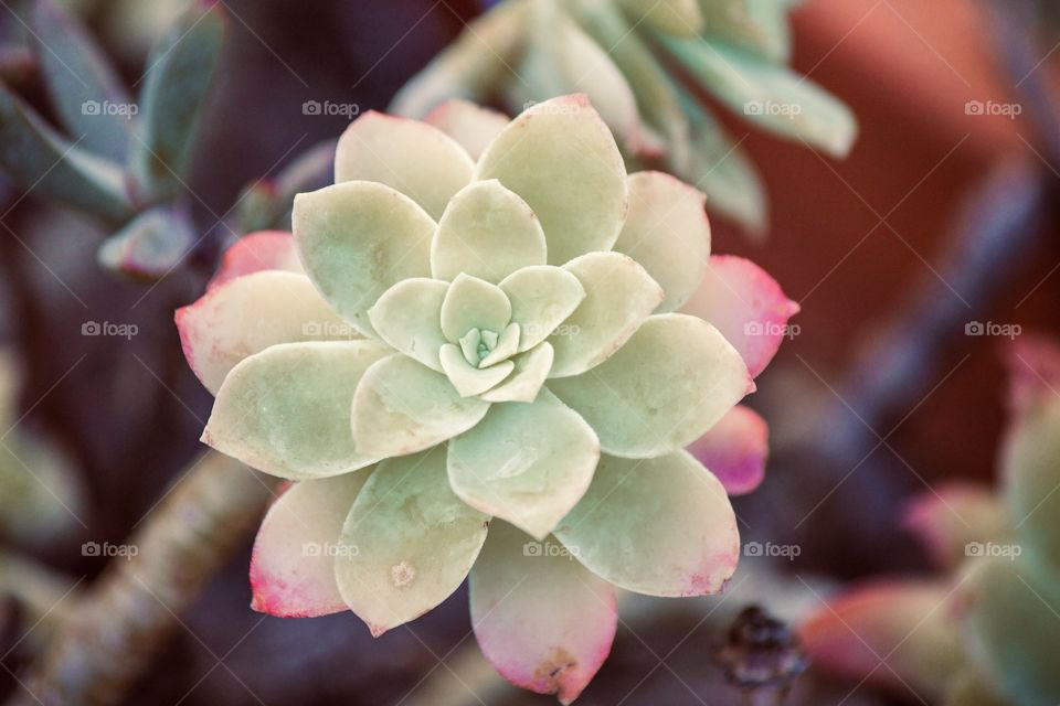 Portrait of a succulent 