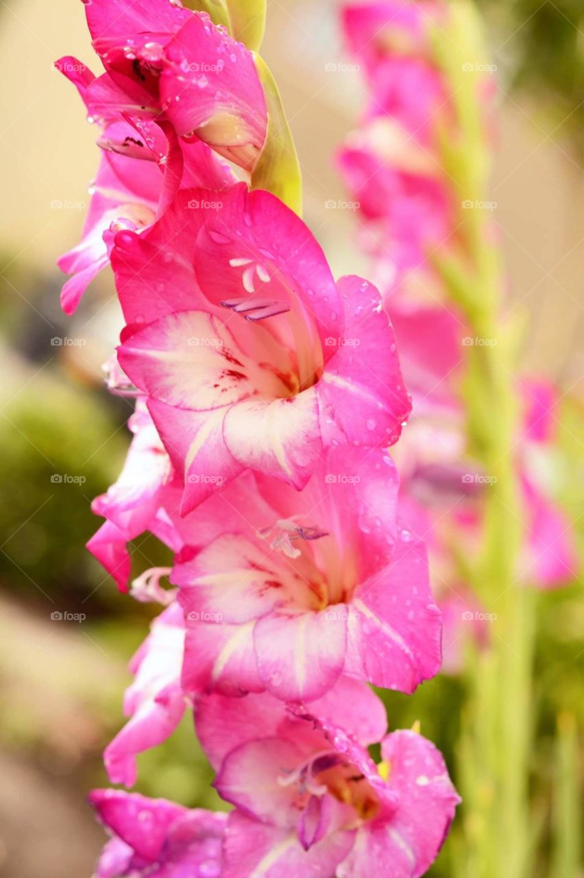 close-up of beautiful pink lupine flower