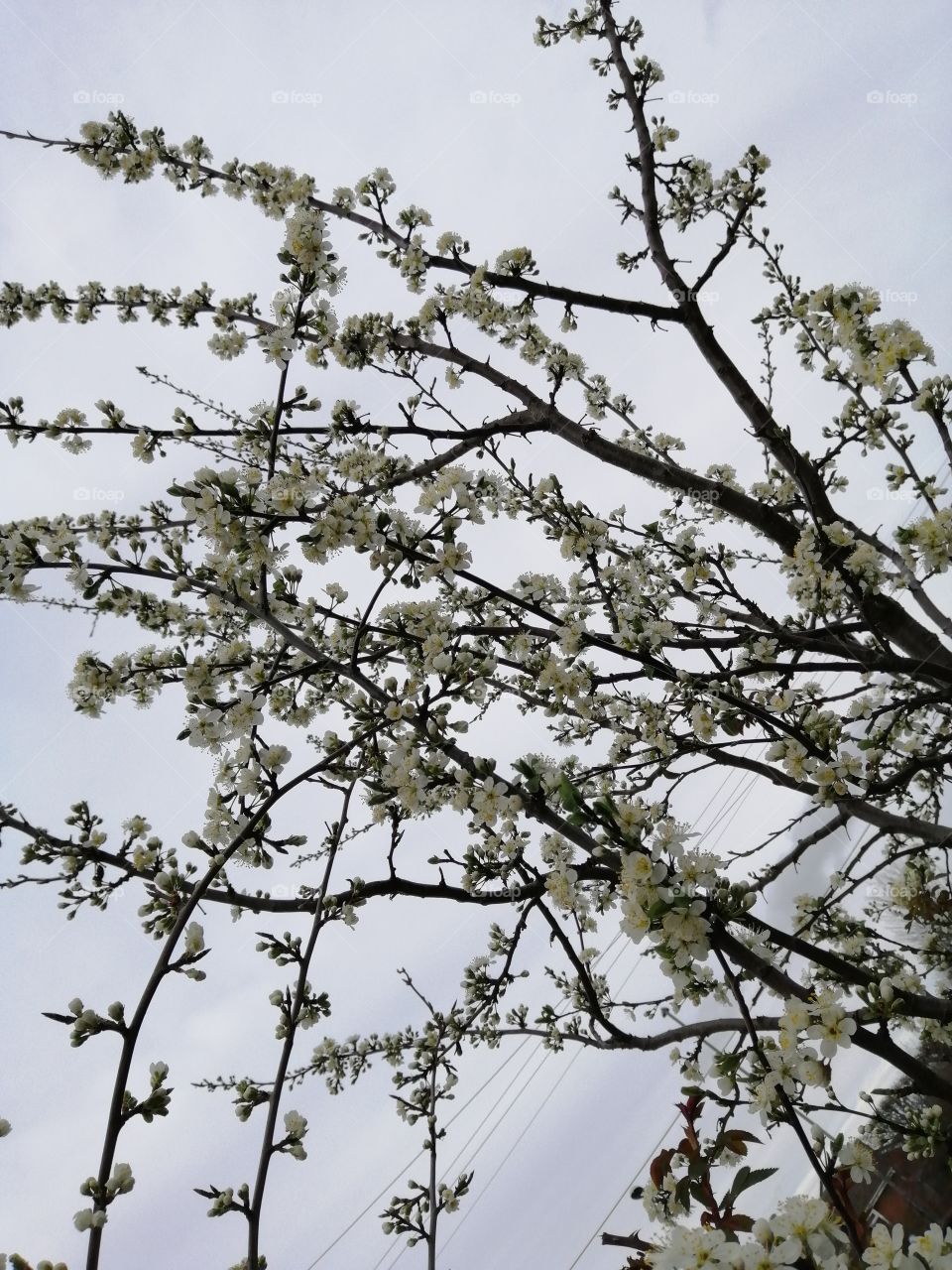 Beautiful blooms of spring showing on my pear tree