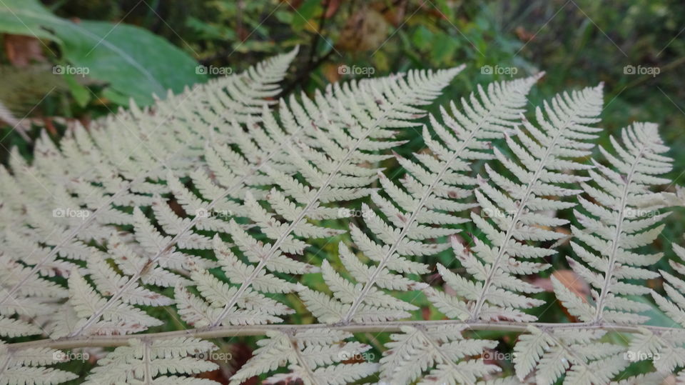 fern in the forest in the Urals in Russia