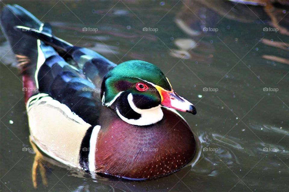 A wood duck.