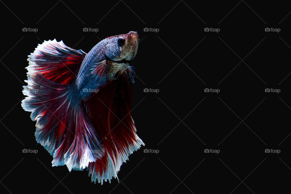 Siamese Fighting Fish 