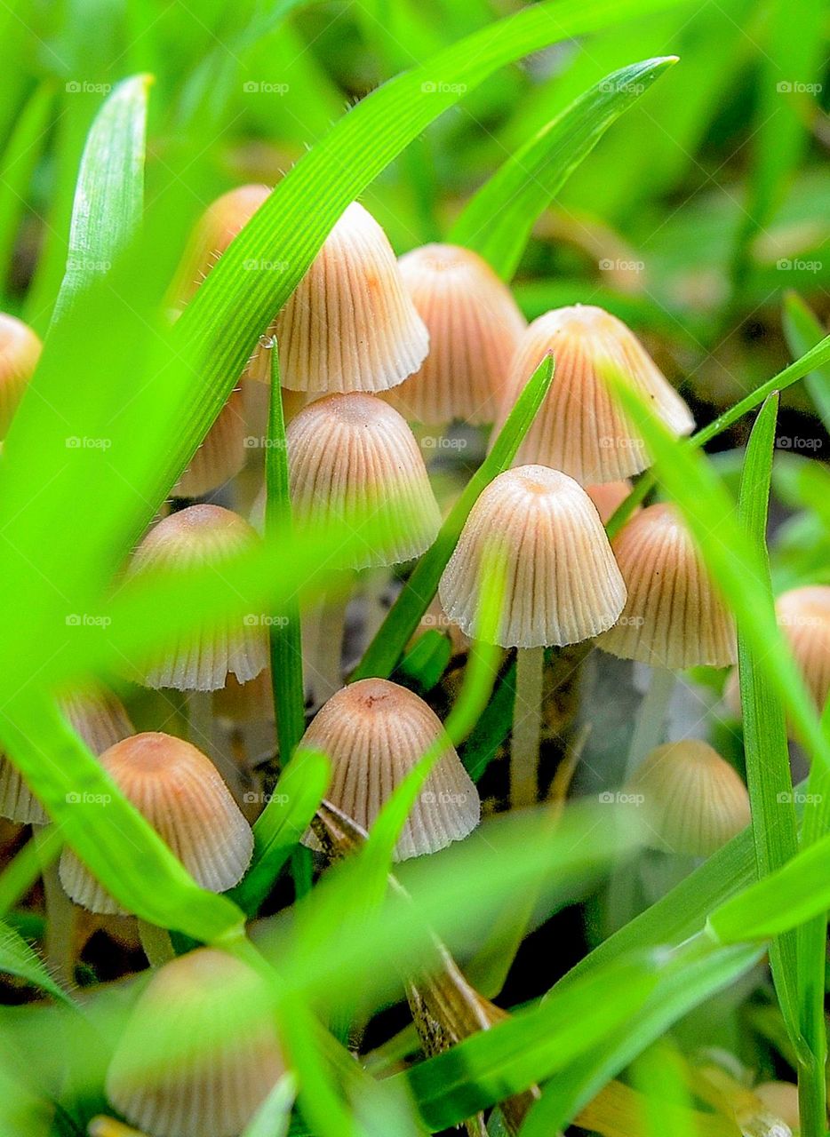 Mystical Mushrooms