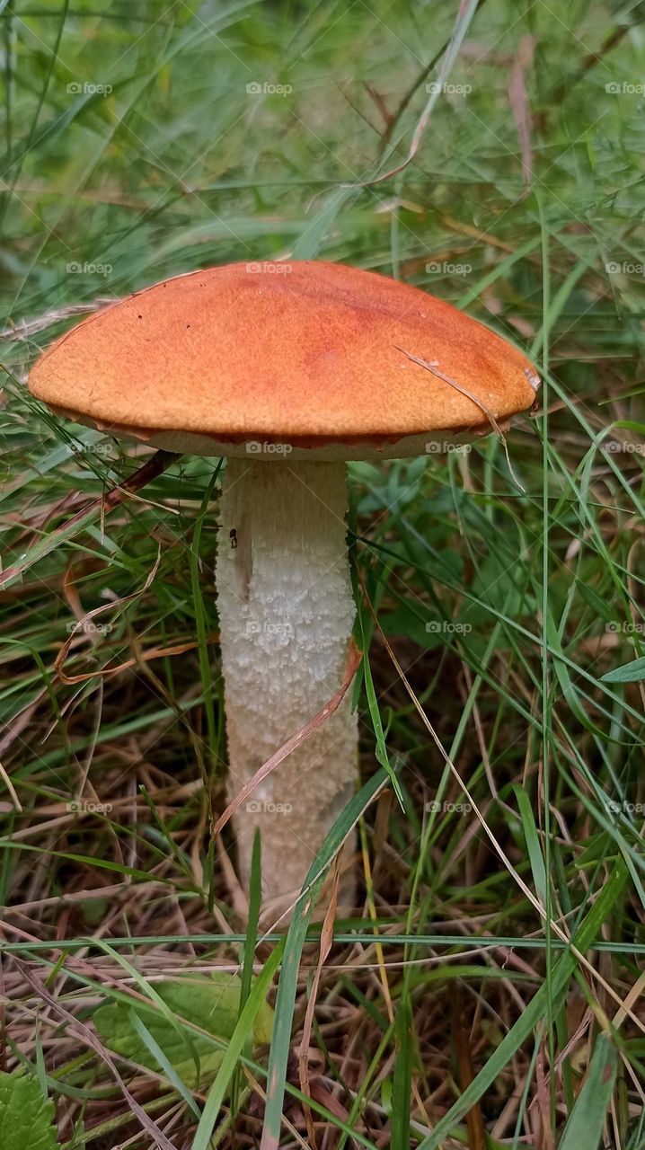 magic mushrooms beautiful texture growing in the ground